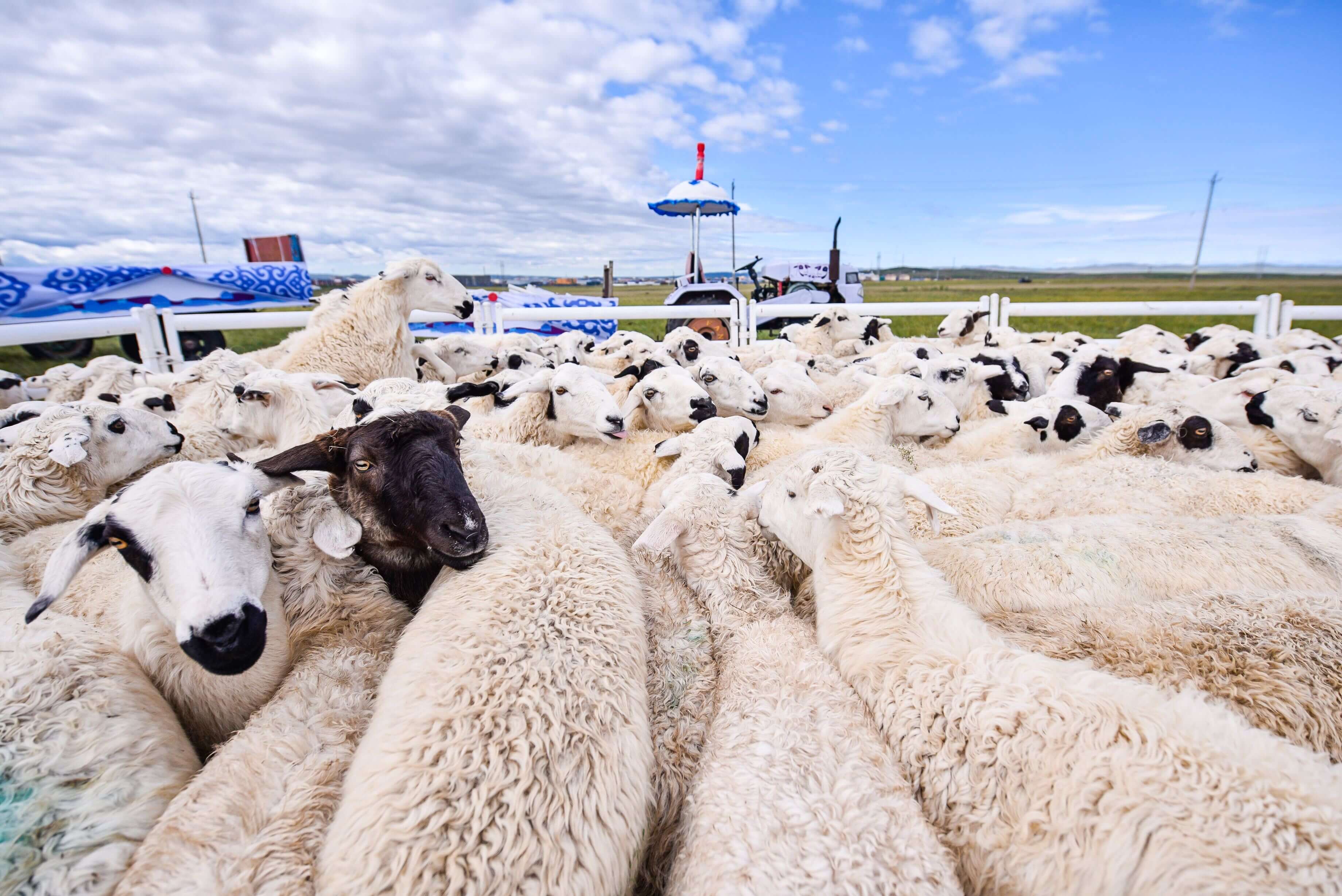 貴金屬交易buy是什么意思